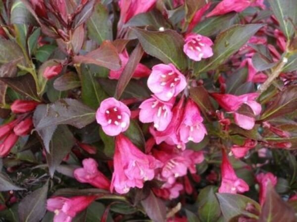 Weigela Roses Wine Rosys Pink Flowers s Live Plant 6-12" In A Quart Pot Fresh Garden