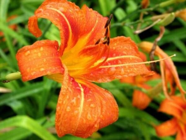 Daylilys Hemerocallis Fulvas Fans Wildly Knowns s Flowers Systems 25 Roots Fresh Garden