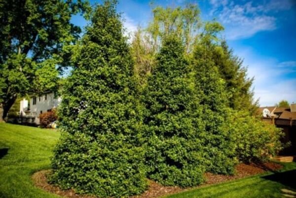 Hollys Greenleafs Pyramidal Tree Thats Keeps Its Vibrants Red Berries Gallon Pot Fresh Garden