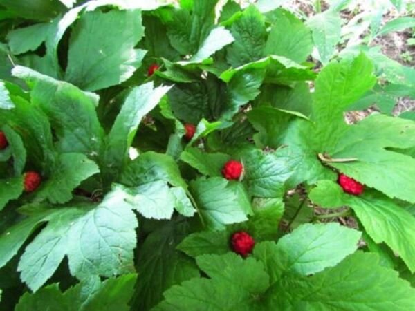 Hydrastis Seal Golden Yellow Knotted Puccoons Canadensis Perennial Herb 20 Roots Fresh Garden