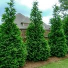 Cypress Muray Tree Creating Quickly Growing Evergreen Live Plant 2.5" Pot Fresh Garden
