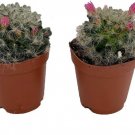 Cactus Mammillarias Succulents Easy To Grow Indoors Live Plant 2 Pack In 2" Pots Fresh Garden