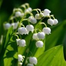Lily May Convallarias Of The Valleys Fragrant Blooming Carefrees Majalis 5 Roots Fresh Garden