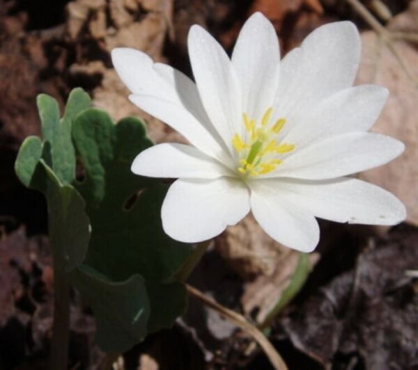 Canadensis Sanguinarias Bloodroot Stemless Rhizomatous Flower Perennial 20 Roots Fresh Garden