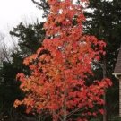 Styraciflua Sweetgum Liquidambars Star Shaped Leaves Live Plant Quart Pot Fresh Garden