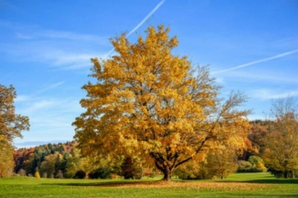 Saccharinum Silver Acer Green On Top Silvery Whites On The Underside Quart Pot Fresh Garden