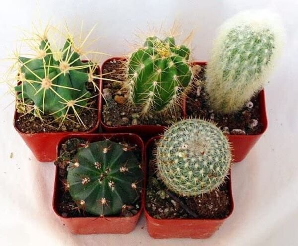 Cactus Instants Collections Succulents Excellents s 5 Live Plants 2" Pots Fresh Garden