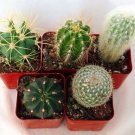 Cactus Instants Collections Succulents Excellents s 5 Live Plants 2" Pots Fresh Garden