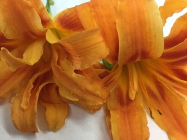 Daylilys Orange Double Blooms Systems Fans Beautiful In Your Landscaping 3 Roots Fresh Garden