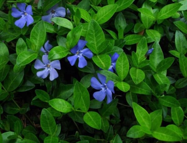 Minor Graveyard Vincas Beautiful Lavender Blue Flowers s Live Plant 4" Pot Fresh Garden
