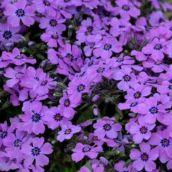 Phlox Shadow Eye Perennial Creeping Rosy Purple Flower Out Live Plant Gallon Pot Fresh Garden