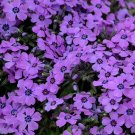Phlox Shadow Eye Perennial Creeping Rosy Purple Flower Out Live Plant Gallon Pot Fresh Garden