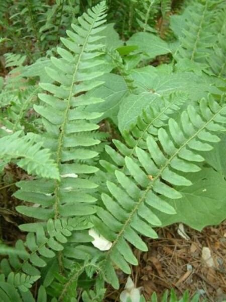 Acrostichoides Christmas Polystichum Fern Accommodating s Plant 5 Rhizomes Fresh Garden