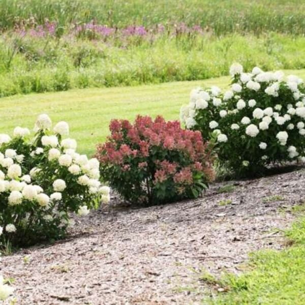 Hydrangea Little Fire Quick Petite Shrub Compacts Habit Out Live Plant Quart Pot Fresh Garden