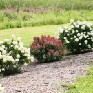 Hydrangea Little Fire Quick Petite Shrub Compacts Habit Out Live Plant Quart Pot Fresh Garden