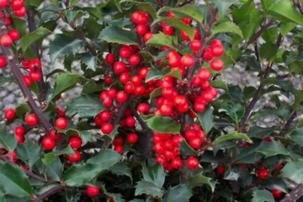 Holly Bosts Bright Reds Berries Green Foliage s Live Plant 6-12" Quart Pot Fresh Garden
