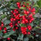 Holly Bosts Bright Reds Berries Green Foliage s Live Plant 6-12" Quart Pot Fresh Garden