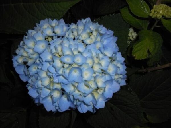Hydrangea Blue Does Well In Sandy To Clay Rich Soil s Live Plant 3" Pot Fresh Garden