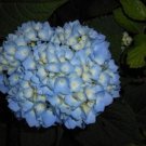 Hydrangea Blue Does Well In Sandy To Clay Rich Soil s Live Plant 3" Pot Fresh Garden