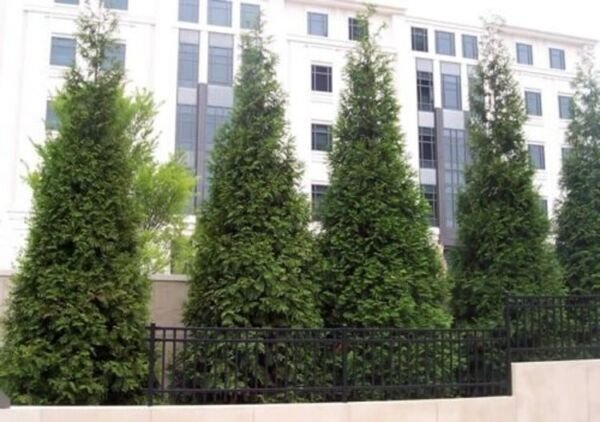 Plicata Giant Thuja Green Arborvitae Very Fast Grows Live Plant 2.5" Pot Fresh Garden