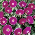 Ivy Elegance Cameo Glory Glories Are One Of The Best Flowers To Decorate 10 Seed Fresh Garden