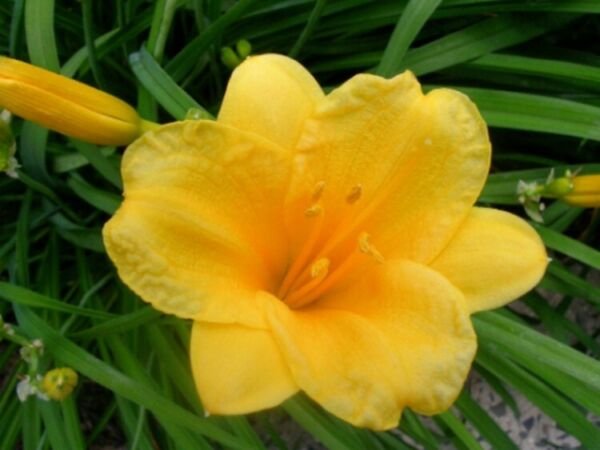 Daylily Stella De Oros Fans Valued As A Compact Plants And Early Bloomer 5 Roots Fresh Garden