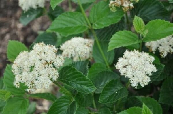 Viburnum Lustre Glosy Chicago Selected Its Upright Rounded Dense Habit Shrub Fresh Garden