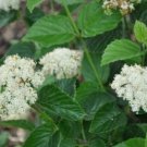 Viburnum Lustre Glosy Chicago Selected Its Upright Rounded Dense Habit Shrub Fresh Garden