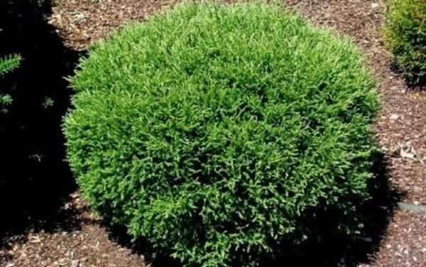 Mr Bowling Ball Arborvitaes Dwarf Mounded s Live Plant In A 4-6" Quart Pot Fresh Garden