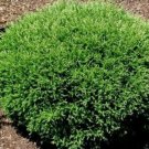Mr Bowling Ball Arborvitaes Dwarf Mounded s Live Plant In A 4-6" Quart Pot Fresh Garden