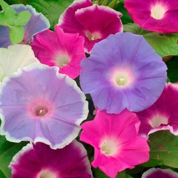 Pinwheel Organic Glory Annual Morning Blend Heart Shaped Leaves Heirloom 25 Seed Fresh Garden