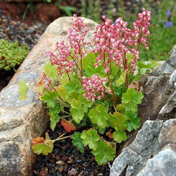 Heucheras Pulchellas Miniatures Sandia Mountain Coral Bells Live 2.5" Pot Fresh Garden