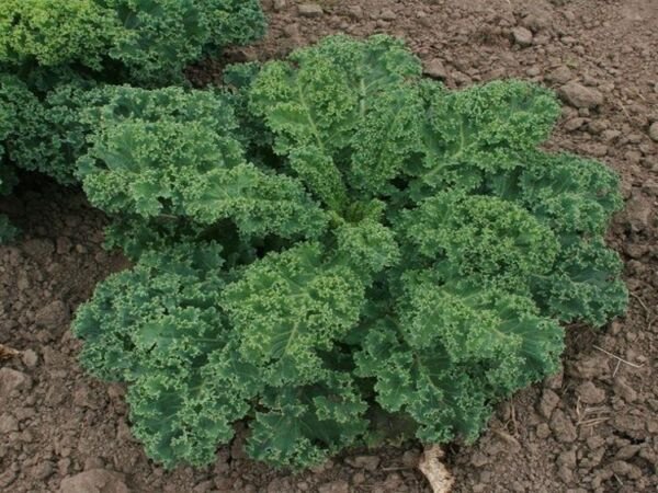 Kale Organic Curled Blue Dwarf Botanical Interests Brassica Oleracea 1 Gram Seed Fresh Garden