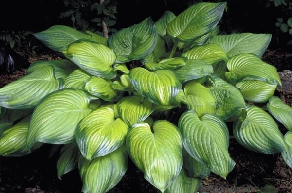 Hosta Exciting Guacamoles Lavender Flowers Round Leaves Out Live Plant Quart Pot Fresh Garden
