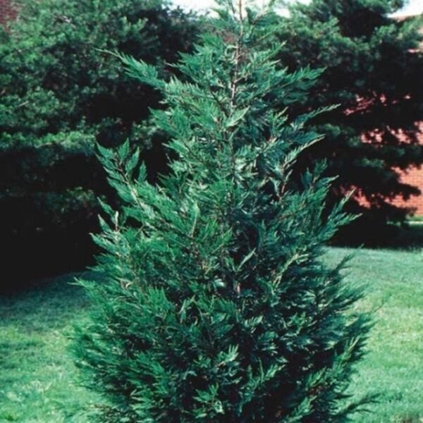 Cypress Leyland Excellent Wind Breaker 25 Well Rooted Trees 2.5" Inch Pot Fresh Garden