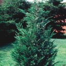 Cypress Leyland Excellent Wind Breaker 25 Well Rooted Trees 2.5" Inch Pot Fresh Garden