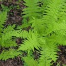 Dennstaedtias Hays Deciduous Fern Scented Punctilobulas Clumps 20 Rhizomes Roots Fresh Garden