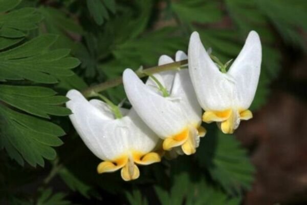 Dutchman's Systems Root Wild Flowers Delicate Foliage Perennials 5 Breeches Bulb Fresh Garden