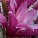 Magnolias Anns Deciduous Shrub Desired Shapes Excellent Specimen Tree Gallon Pot Fresh Garden