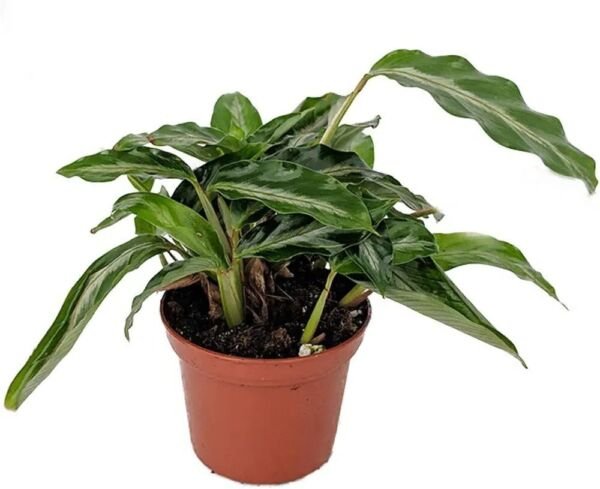 Calathea Prayer Mini Tropical Gay Feathers Easy Grow Indoors Live Plant 2.5" Pot Fresh Garden