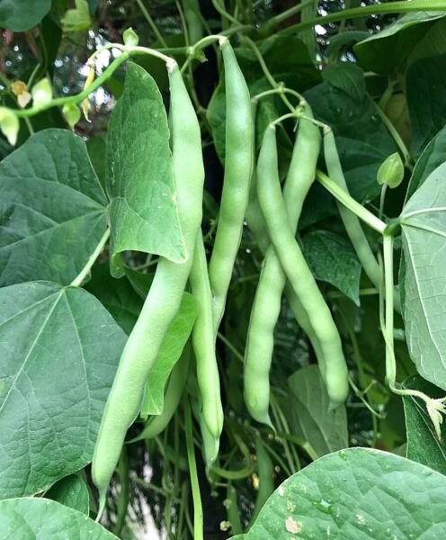Bean Lakes Blue Poles White Seeded Mosaics Resistant Heavy Yields 60 Grams Seeds Fresh Garden