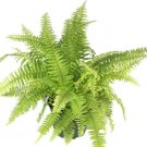 Nephrolepis Gold Rita's Fern Boston Vascular Easy To Grow Home Live Plant 4" Pot Fresh Garden
