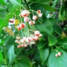 Euonymus Manhattans Cultivars Broad Leaved Evergreen With Glossy Leaves 2.5" Pot Fresh Garden