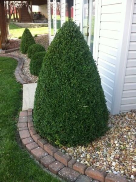 Boxwood Premium Mountain Medium Sized Hedges Green s Live Plant Quart Pot Fresh Garden