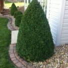 Boxwood Premium Mountain Medium Sized Hedges Green s Live Plant Quart Pot Fresh Garden