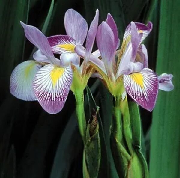 Iris Aquatic Flag Virginica Southern Perennial Blue Showy Flower 10 Seeds Fresh Garden