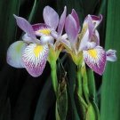 Iris Aquatic Flag Virginica Southern Perennial Blue Showy Flower 10 Seeds Fresh Garden