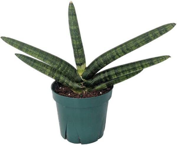 Sanseveria Starfish Rare Snake Almost Impossible To Kill House Live Plant 4" Pot Fresh Garden