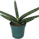 Sanseveria Starfish Rare Snake Almost Impossible To Kill House Live Plant 4" Pot Fresh Garden