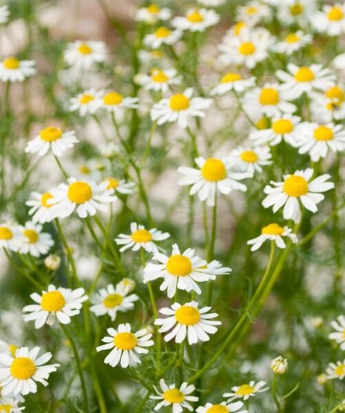 Chamomile Germans Annual Heirloom Be Dried Florals Arrangements 500 Mg Seeds Fresh Garden